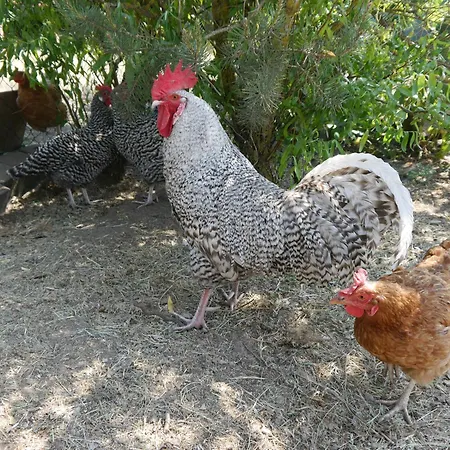 דירה Mit Garten - 10 Minuten Von Templin Milmersdorf