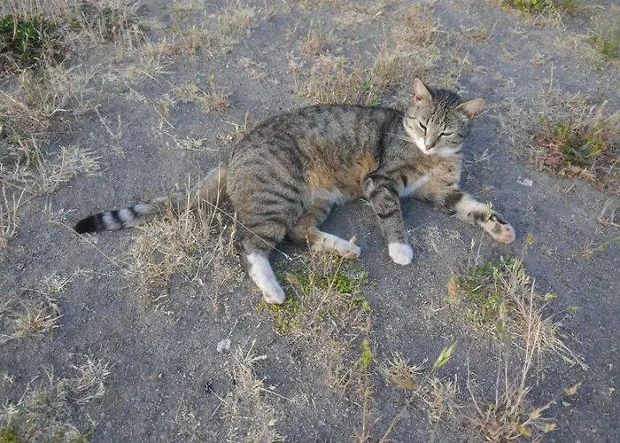 Mit Garten - 10 Minuten Von Templin Milmersdorf